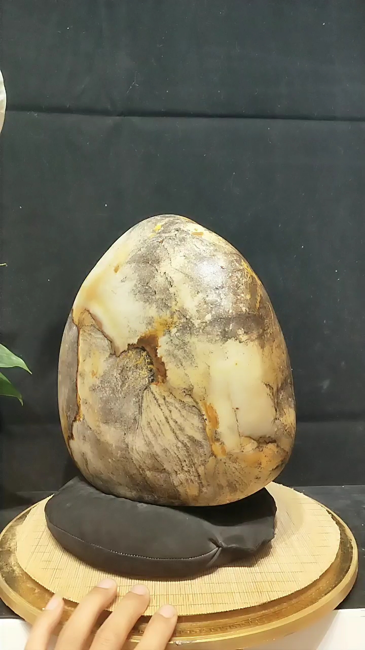 长江碳化石赏析