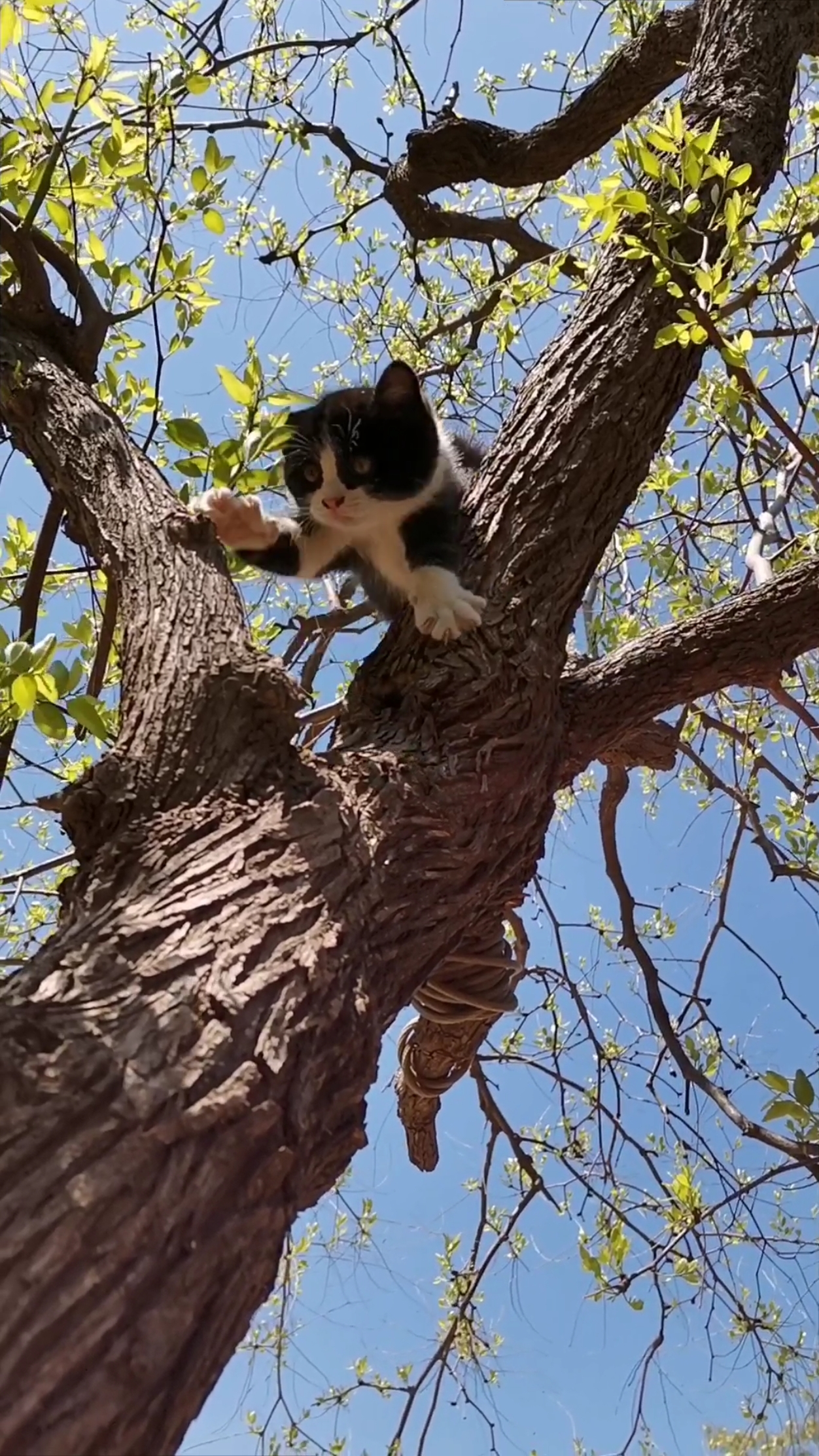 小萌猫#练习爬树