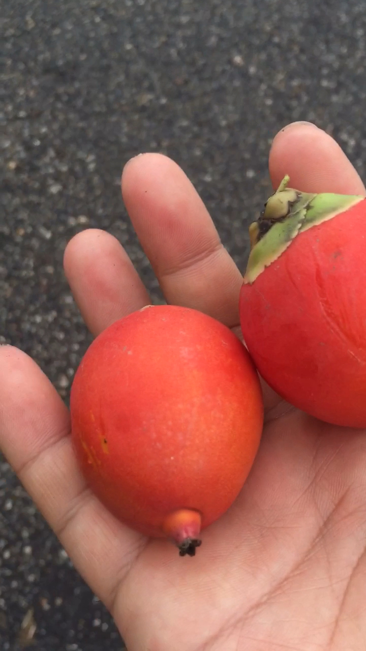 熟透的槟郎果 色泽红艳煞是漂亮 可以当健手球