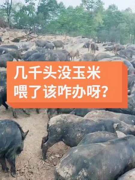 出差几天回来几千头猪没吃的了忘记给猪买玉米了只有辛苦一下工人割草