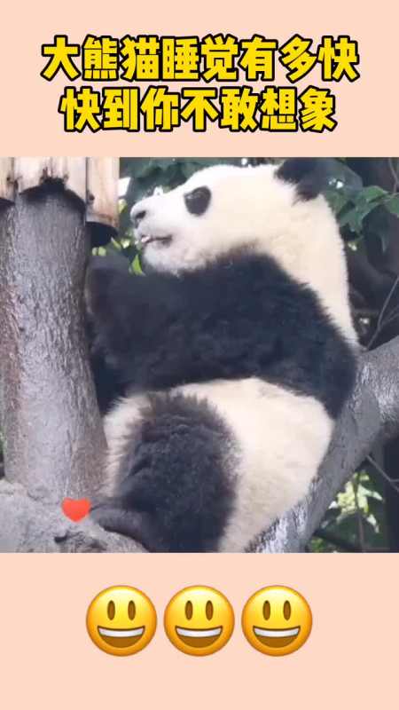 大熊猫睡觉有多快快到你不敢想象!我承认我羡慕了