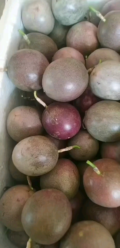 带上全民去旅行#又红又大的鸡蛋果,又酸酸甜甜的