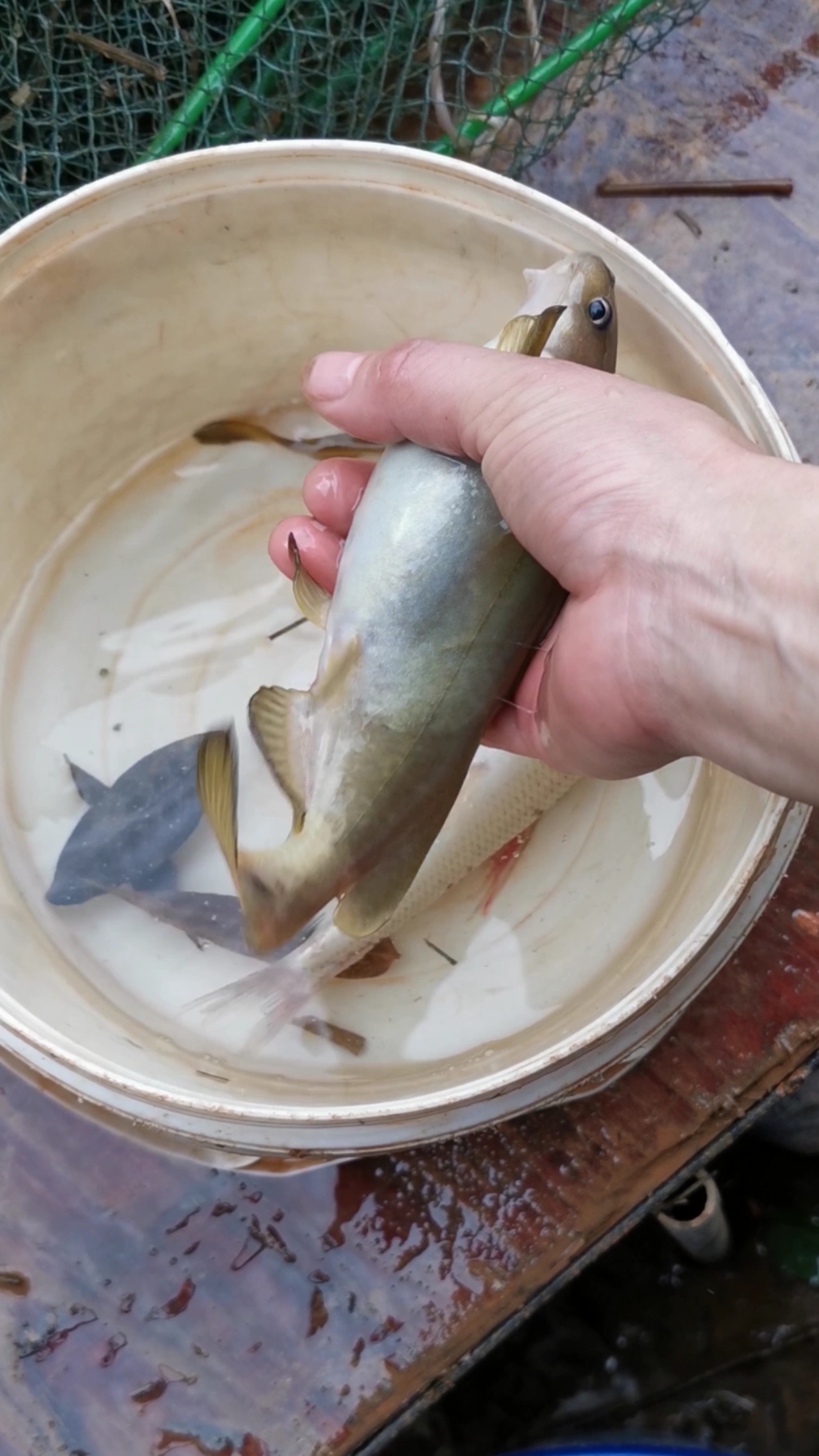 农村#这种鱼很凶狠,还会发出叫声