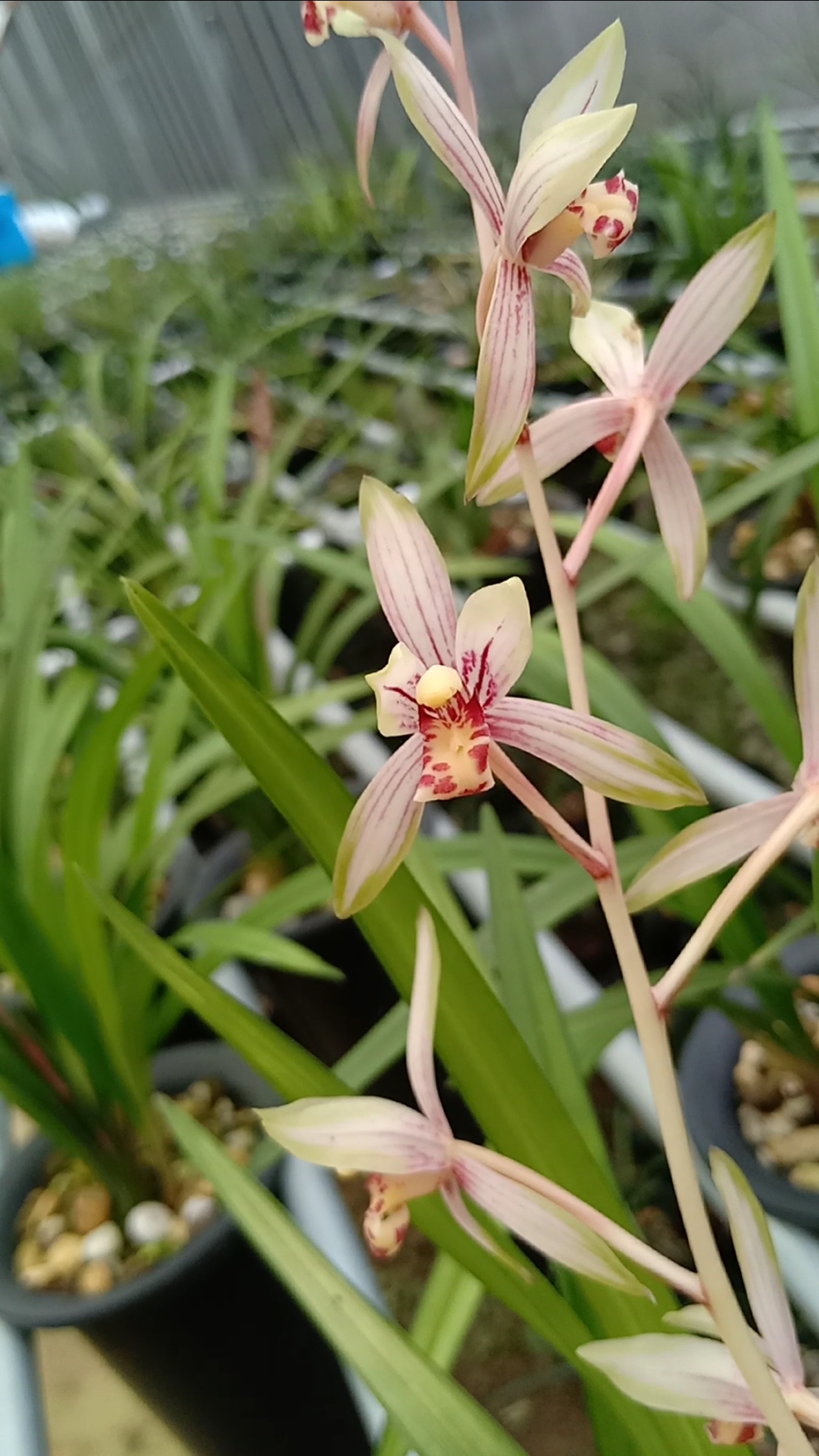 我的小花园#高山春色～建兰花艺双全带花苞