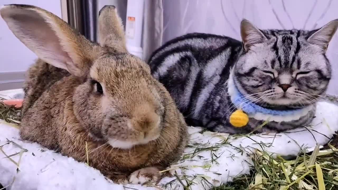 不停打嗝真的好难拍到你见过兔兔打嗝吗兔猫