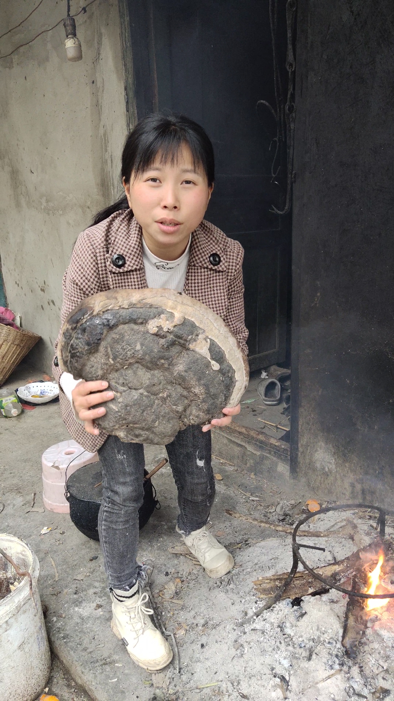 乡村生活#百年树舌灵芝只能当柴火烧了太可惜