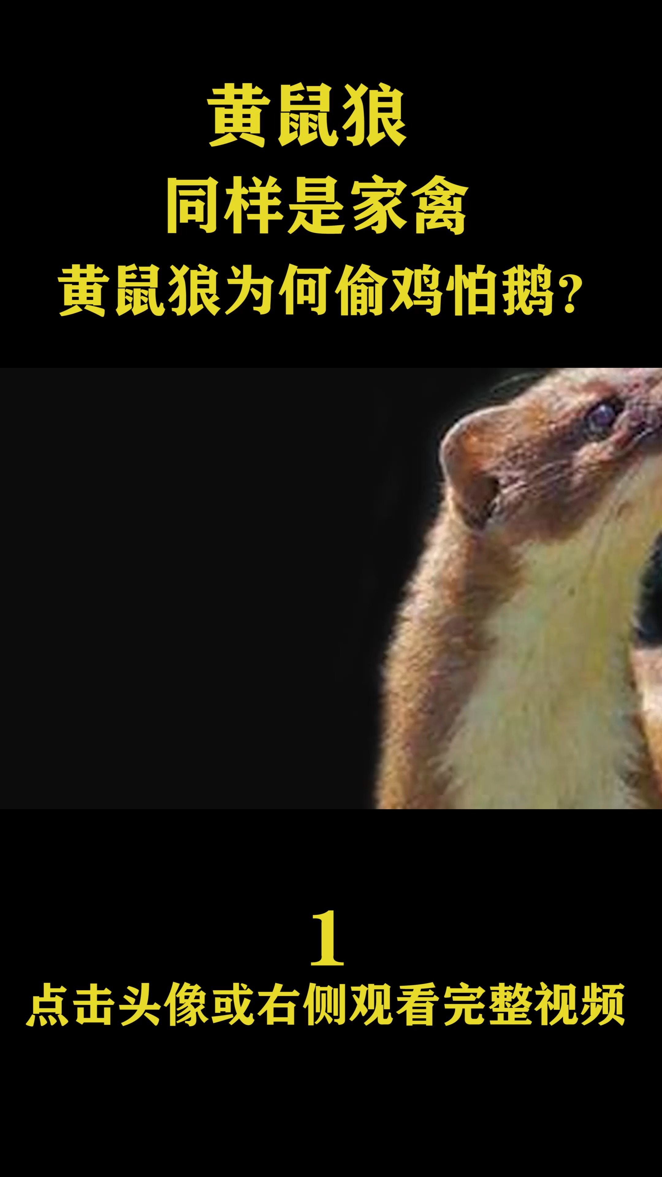 独竖一知##好知识# 鸡鹅都是家禽,黄鼠狼敢吃鸡却害怕鹅,鹅有什么