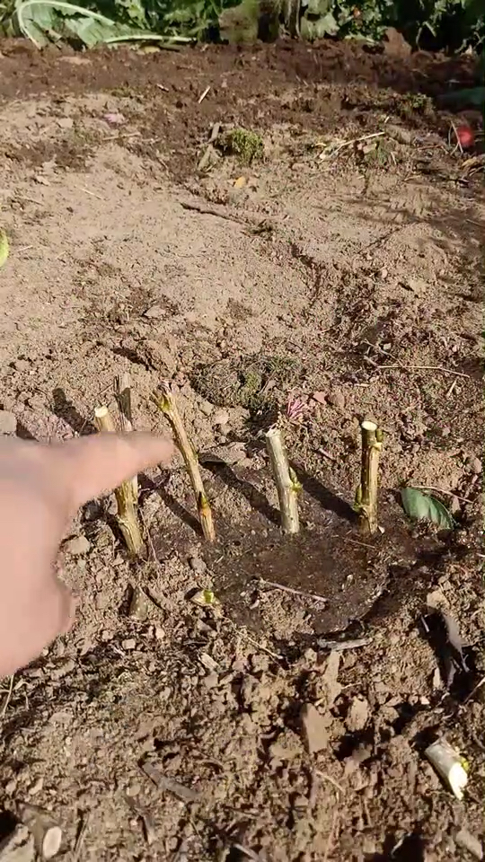 优秀如我#杨树这样扦插,改变基因无杨絮现象,避免污染环境-度小视