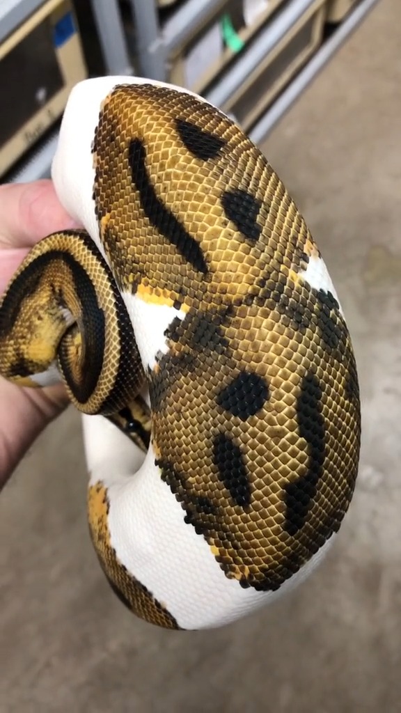 宠物蛇非常罕见的双笑脸斑纹蟒蛇