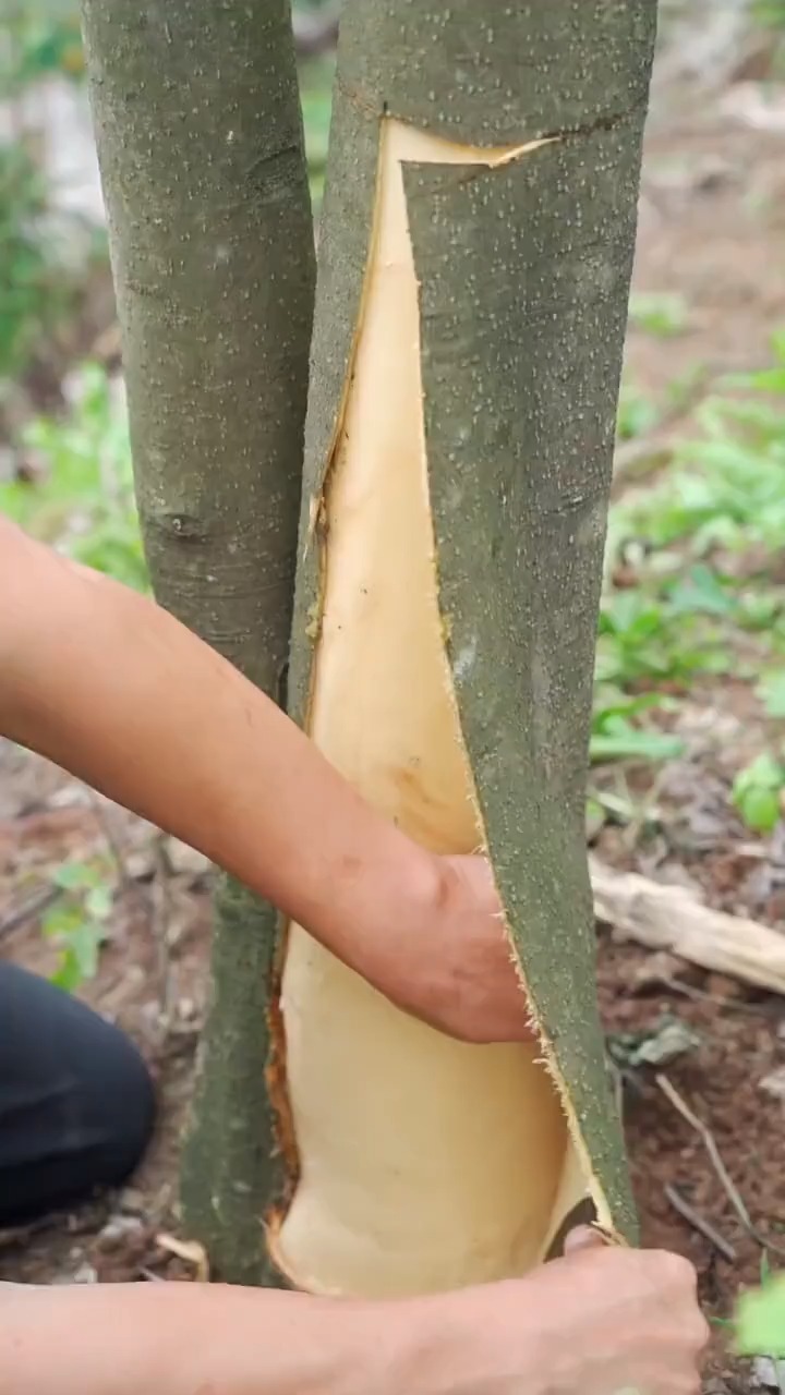 家里开始收割厚朴皮了,两颗树30多斤卖了35,你知道厚朴皮是做什么的吗