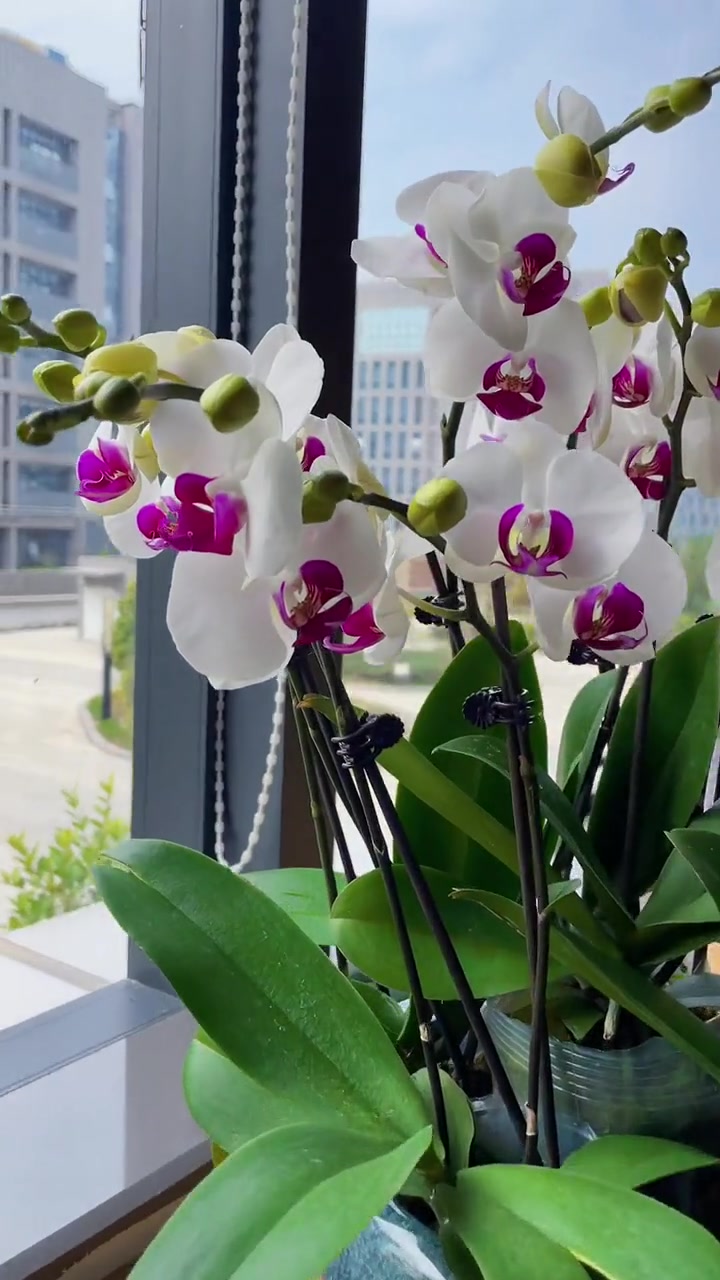 雪玉蝴蝶兰,是蝴蝶兰当中花期能开半年以上的品种,颜色很干净,所以