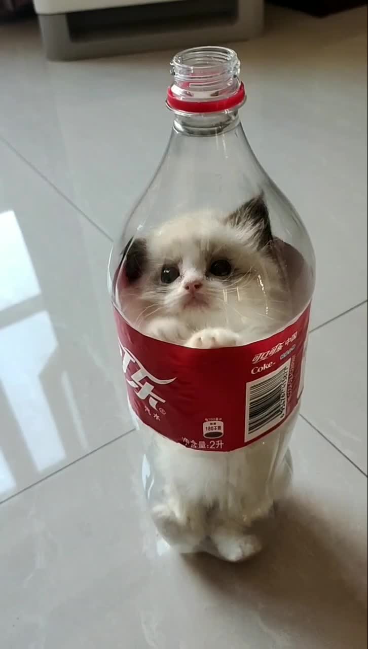 把猫放瓶子里面分几步