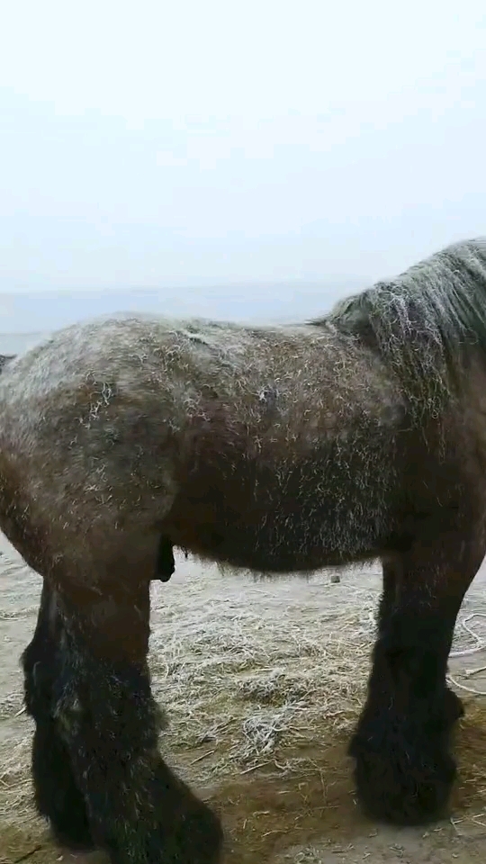 过了腊八就是年#这马是啥马,身上毛少腿毛多,马尾巴还没有