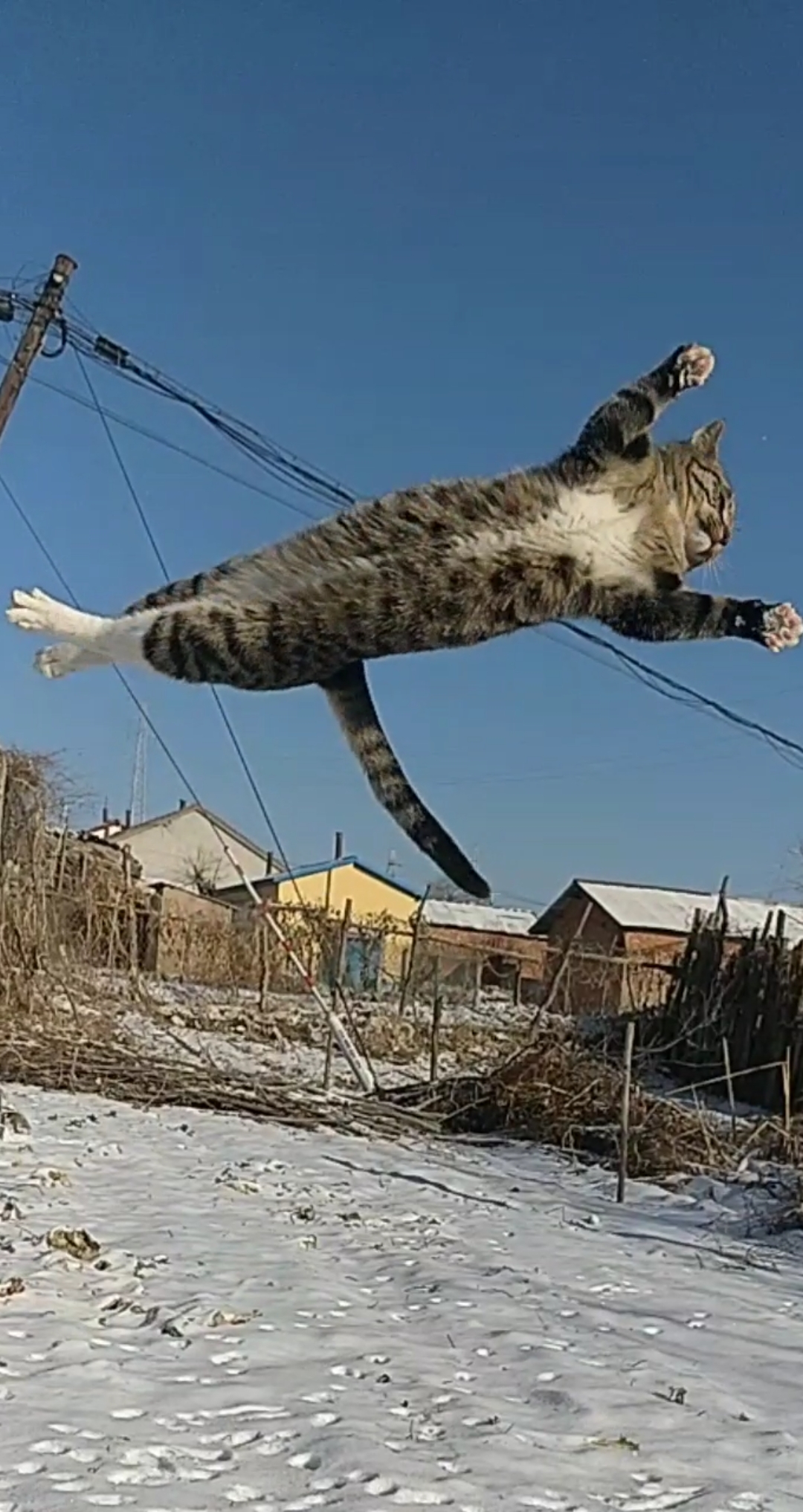 田园功夫猫#飞天神猫