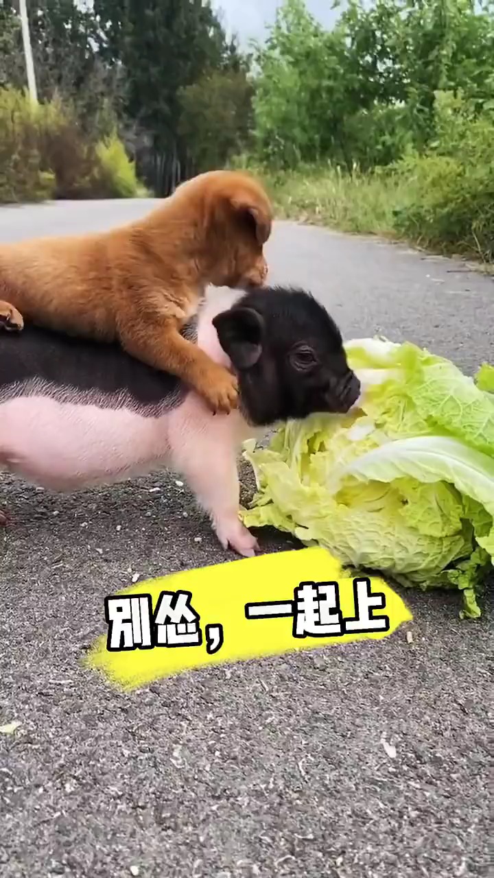 我家萌宠成精了#骑上贪吃的猪宝宝