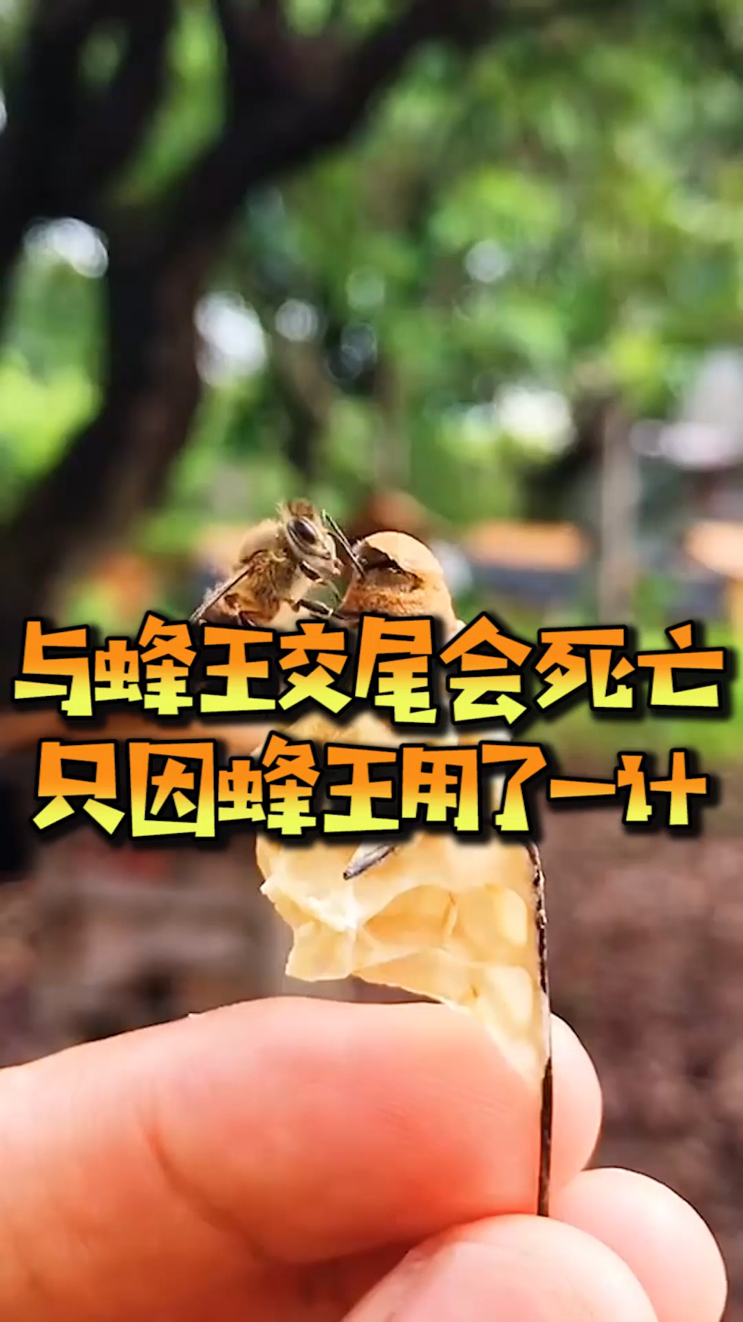 为何与蜂王交尾的雄蜂会很快死亡只因蜂王用了一计作用可不小