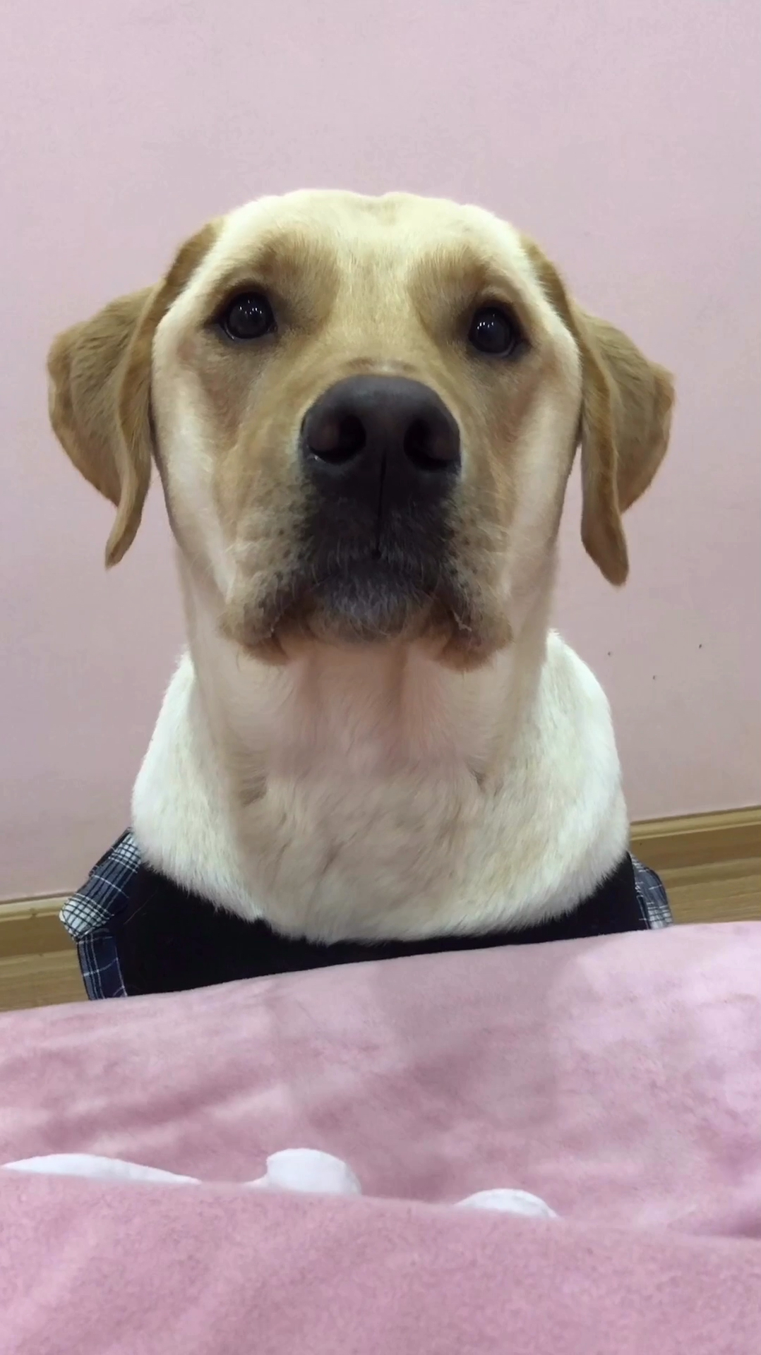 这只狗子,居然对主人发脾气!看到最后