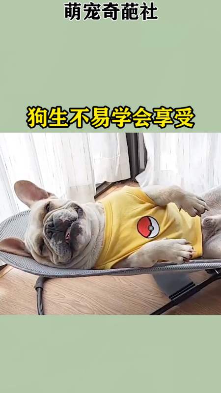 我要上热门#狗生不易学会享受