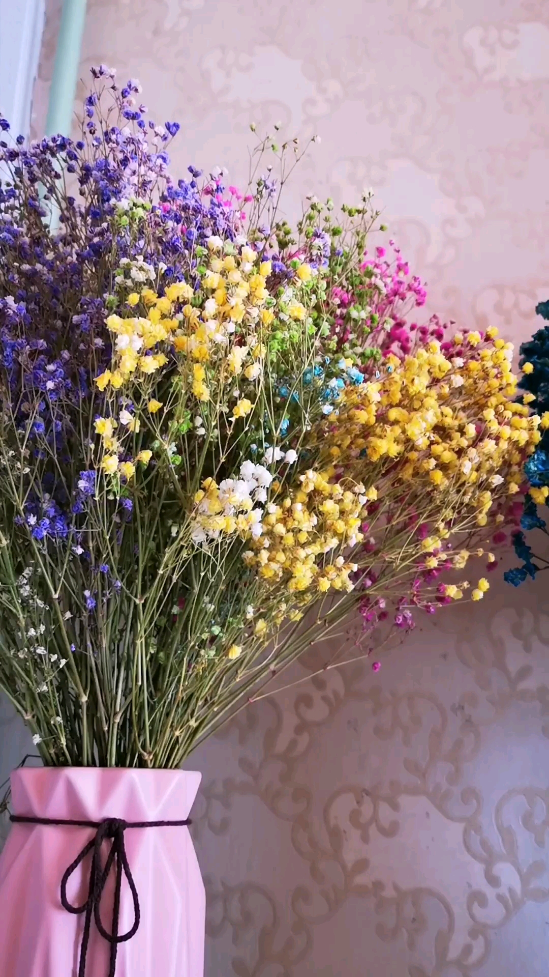 这盆满天星有意思,五颜六色的,很美