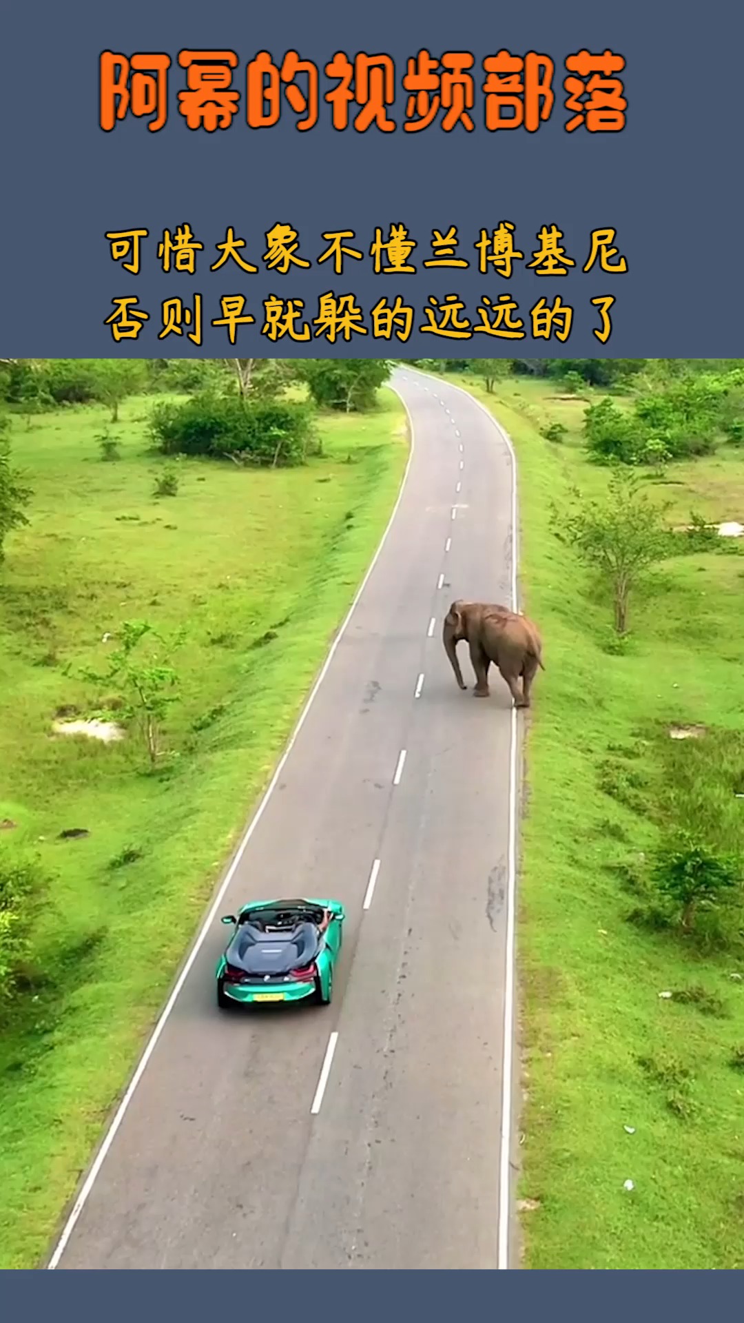 乡下来的大象,不懂什么叫兰博基尼,否则早躲得远远的了!
