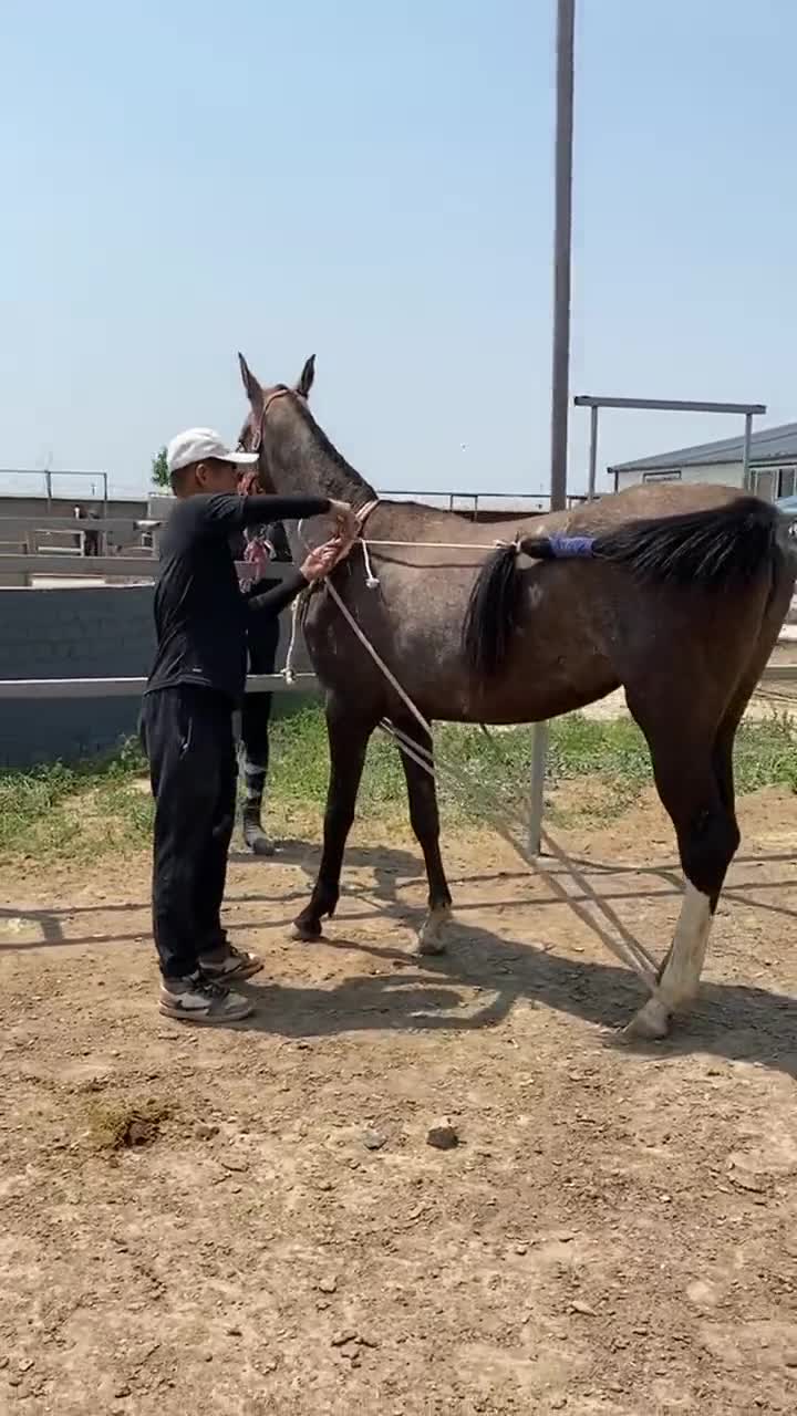 谁知道这是干嘛为什么要把马绑住!