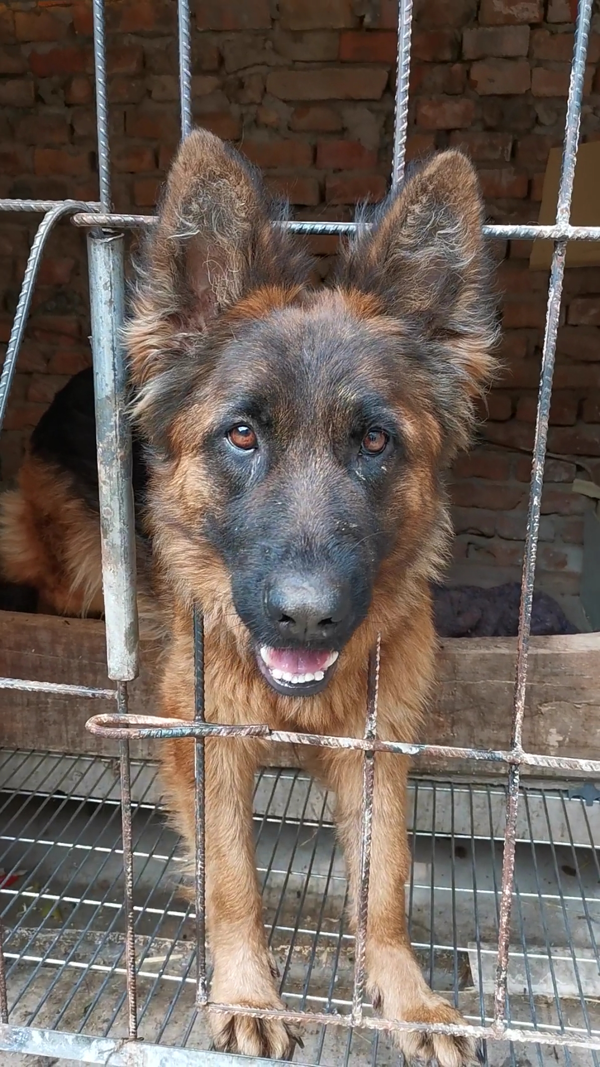 德牧#坐月子的母德牧要越狱