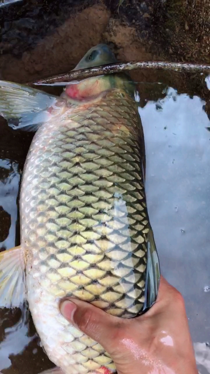 水库送我一条巨型大的草鱼啊