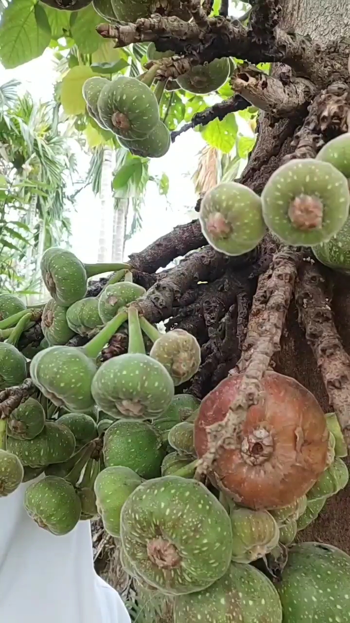 海南特产 无花果.