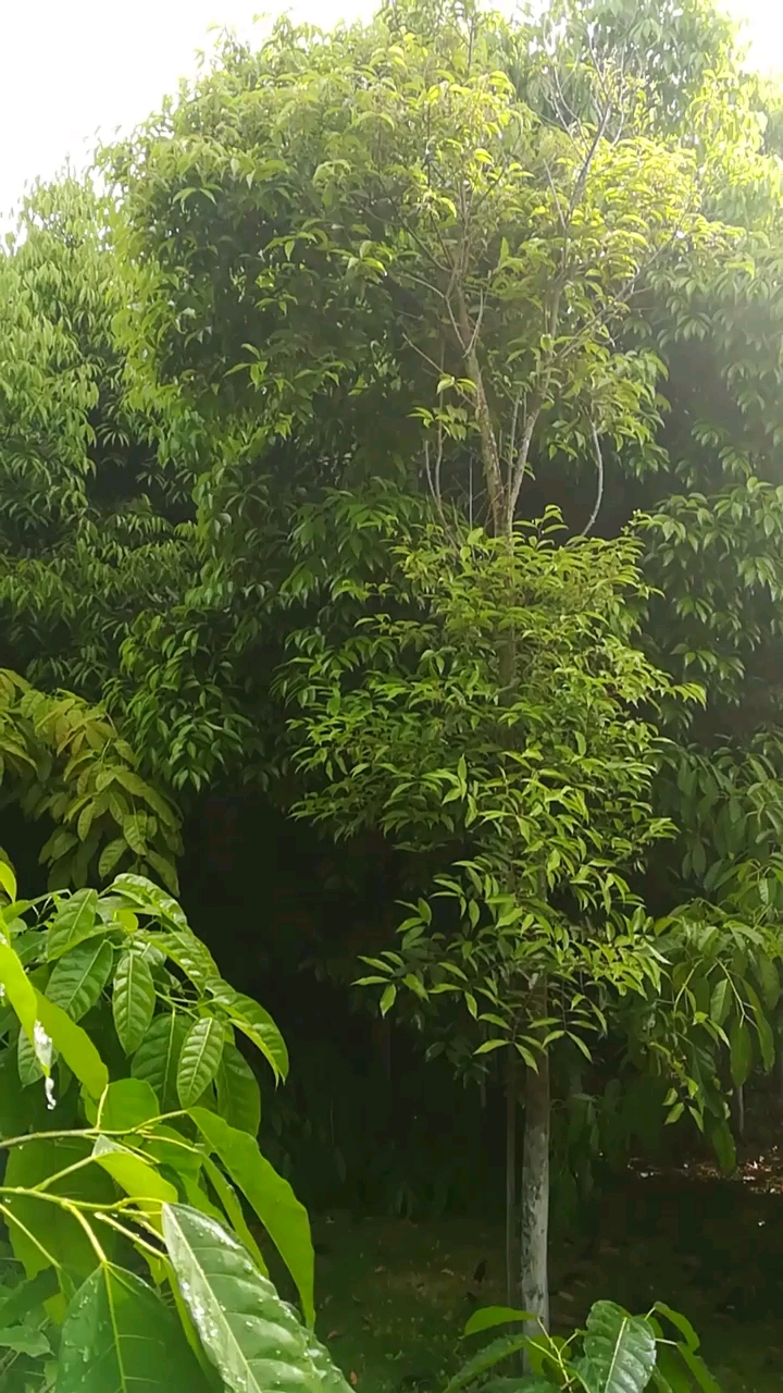 深山密林