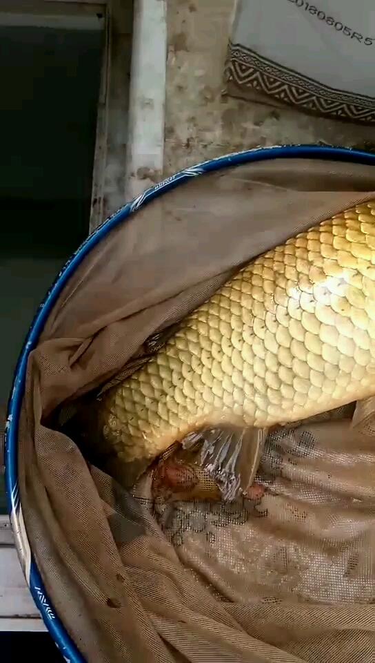 金黄色的鲤鱼成精了