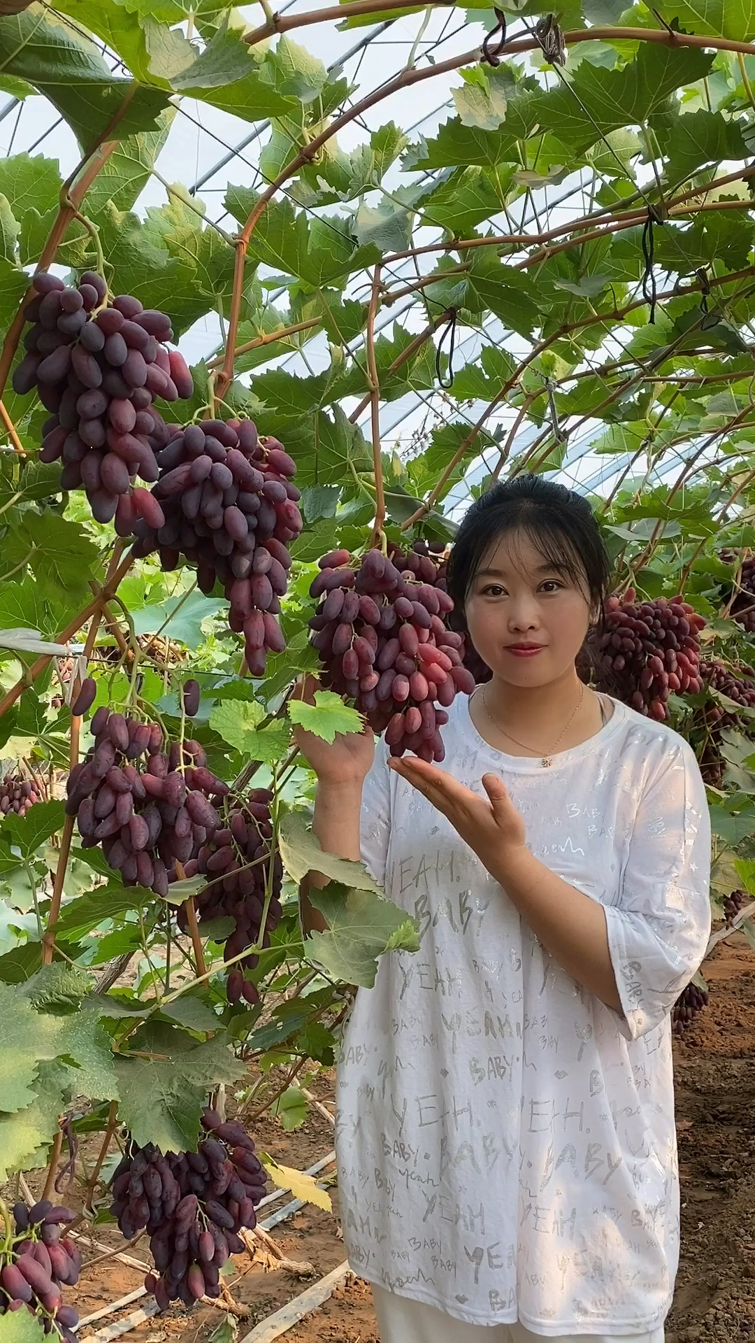 新沙尔葡萄去年种植今年结果