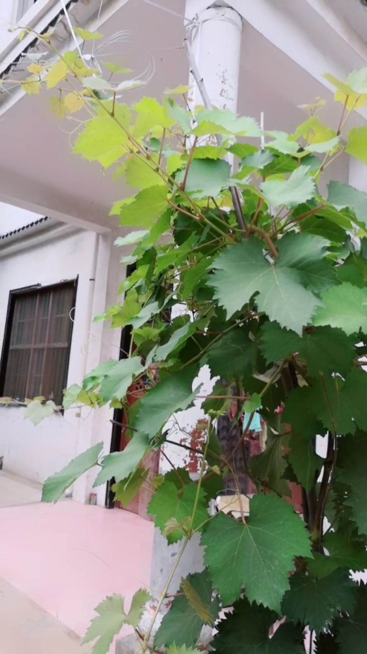 葡萄架要上天的节奏