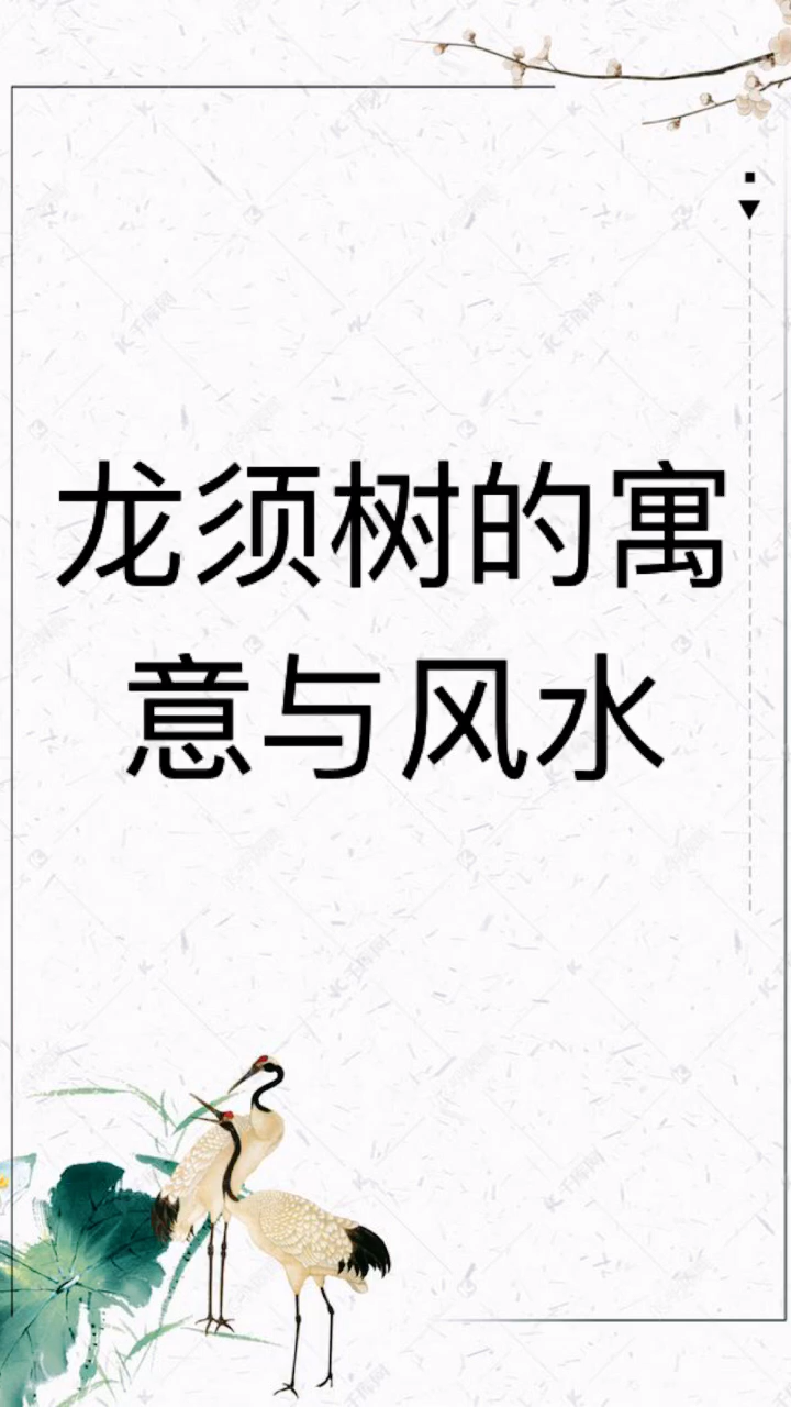 我来告诉你龙须树的寓意与风水