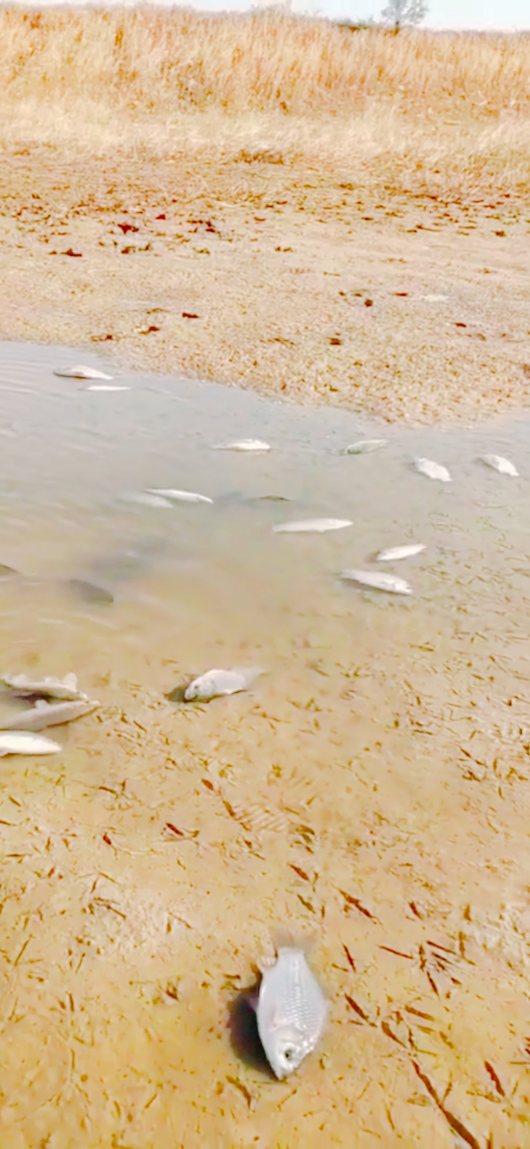 黄河退水搁浅好多鱼