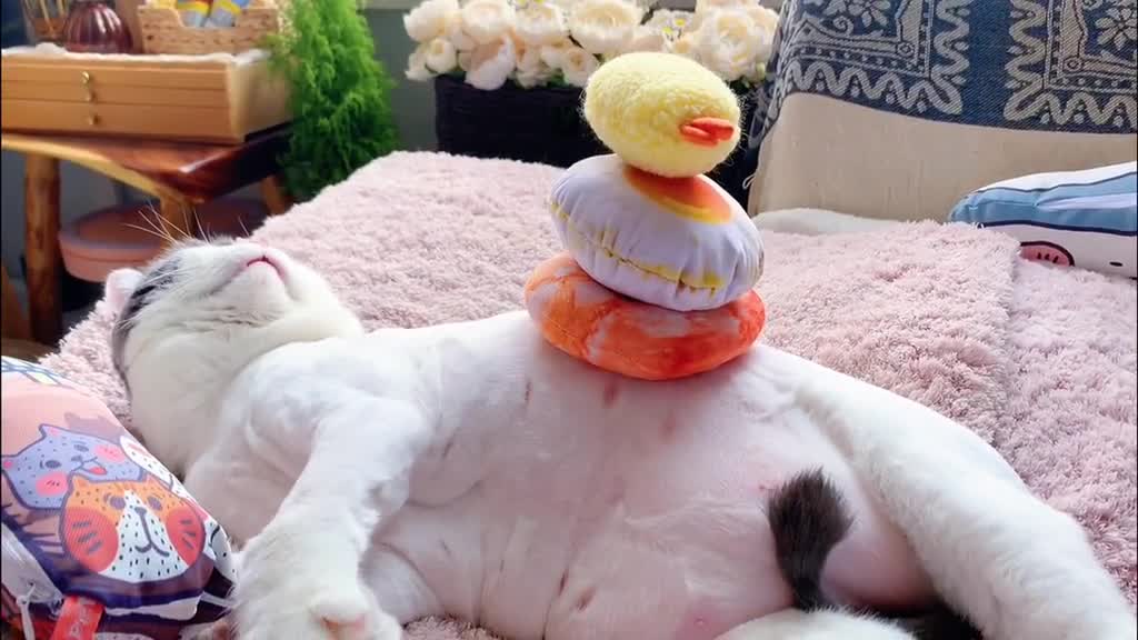 像不像疫情在家养膘的你团团跳肚皮舞猫萌物性感油物