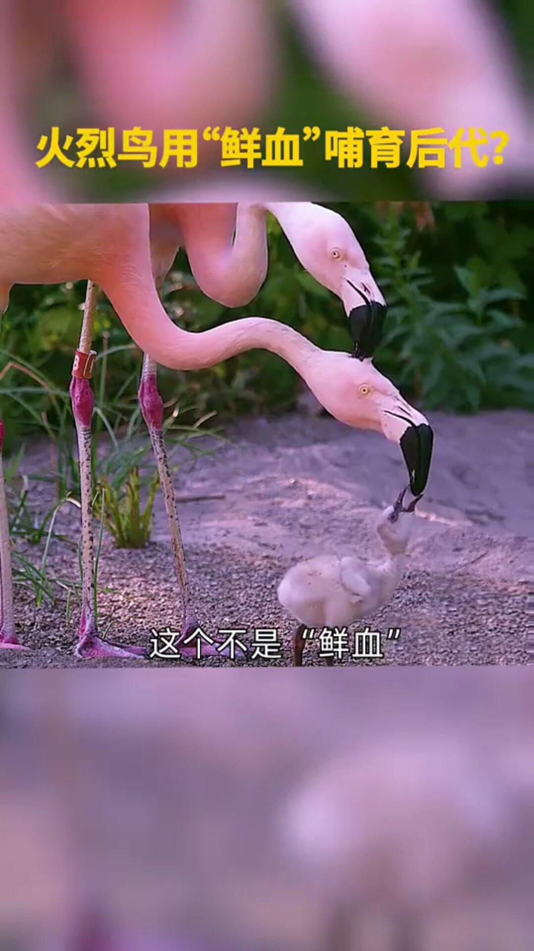 火烈鸟用血哺育后代到底是怎么回事53