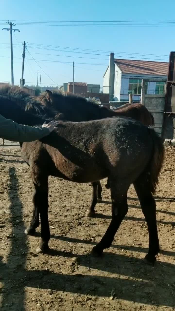 小黑马驹公鸡脖