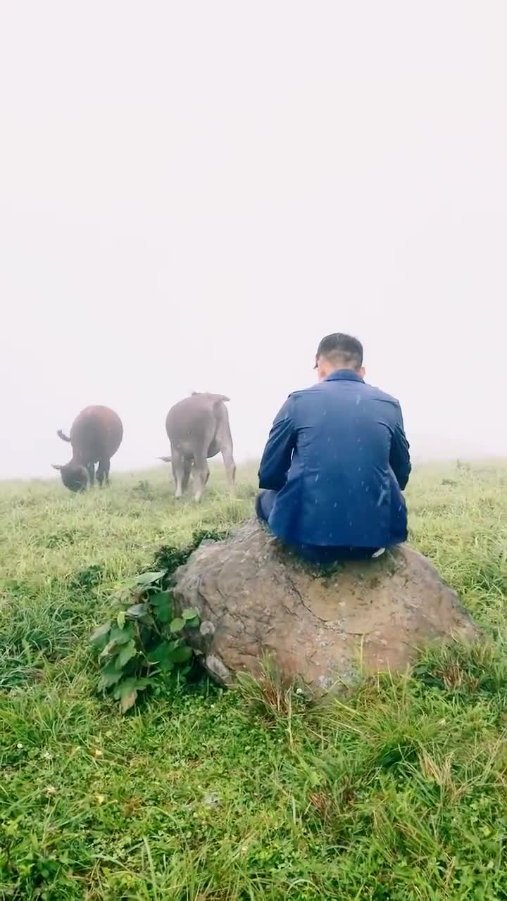 小哥哥在户外淋雨放牛,看背影太辛酸了,回头的时候居然有点帅气