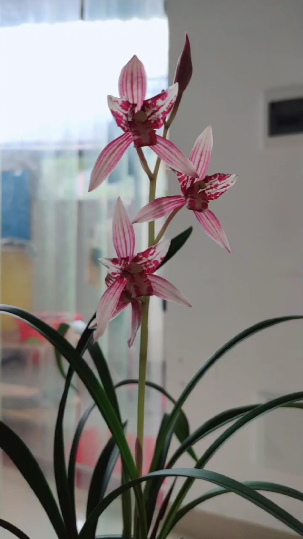 建兰红猫开花了,想看更多兰花视频双击加关注