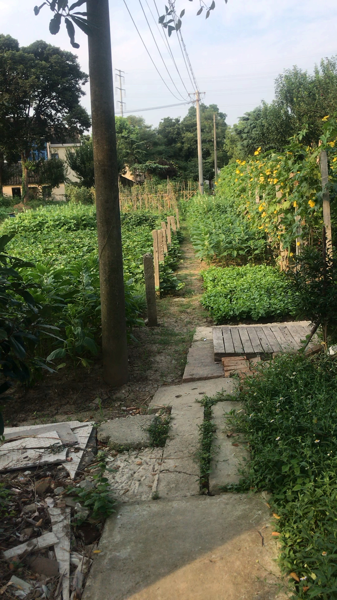 乡村生活#家门前的一道风景