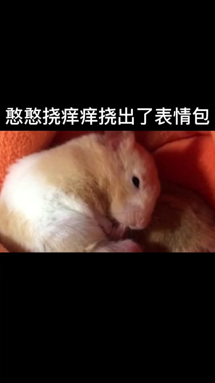 仓鼠#憨憨挠痒痒真的有被笑到