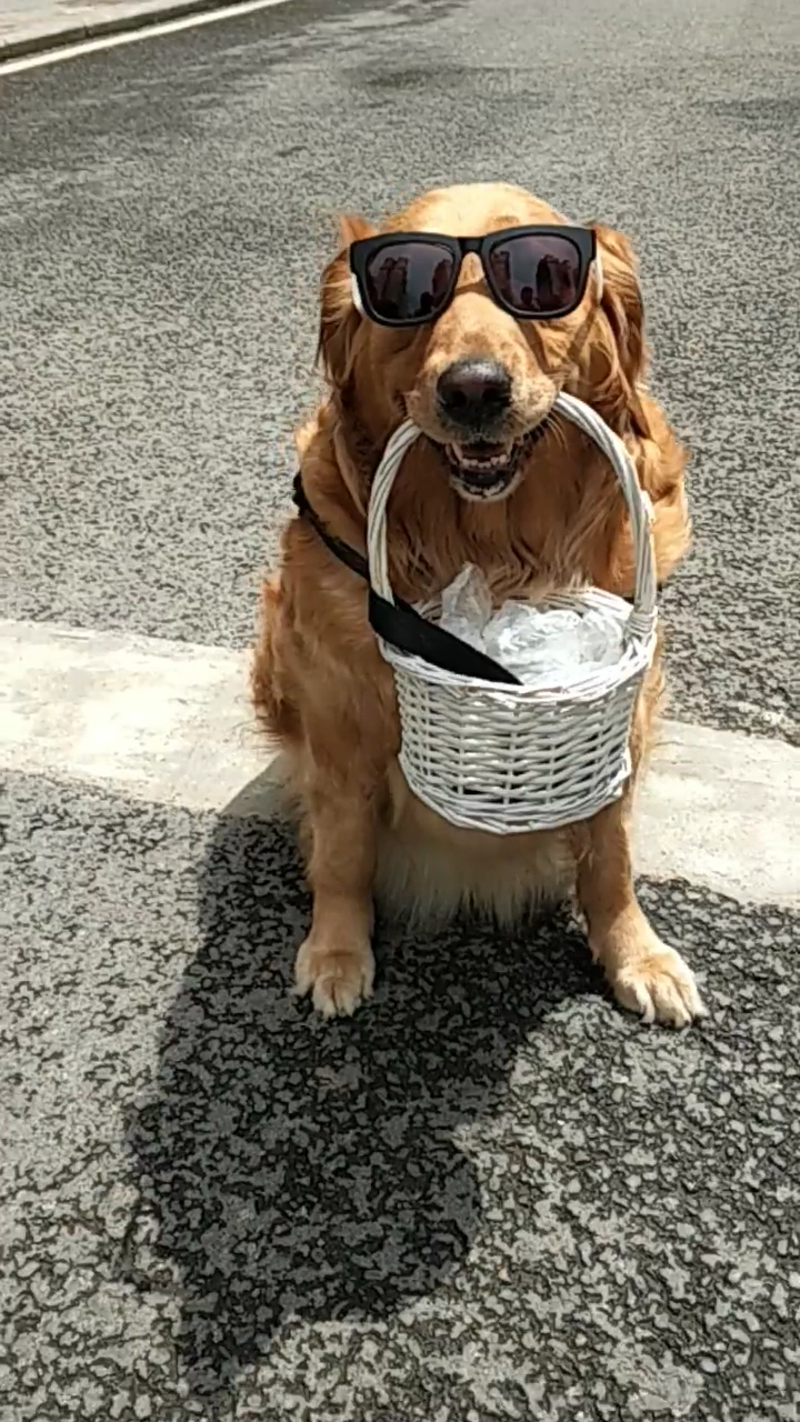 一直霸气侧漏的金毛,连上街都请保安,任性