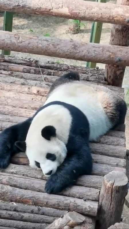 这只大熊猫太懒了,趴在地上一动不动的,这还是那个国宝吗