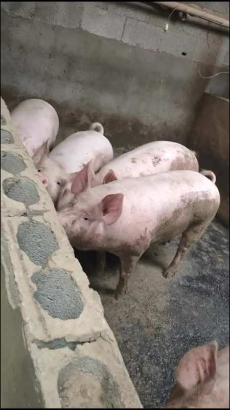 卖猪儿了卖猪儿了自己家养的猪猪便宜卖哈有想要的评论区见农村养猪