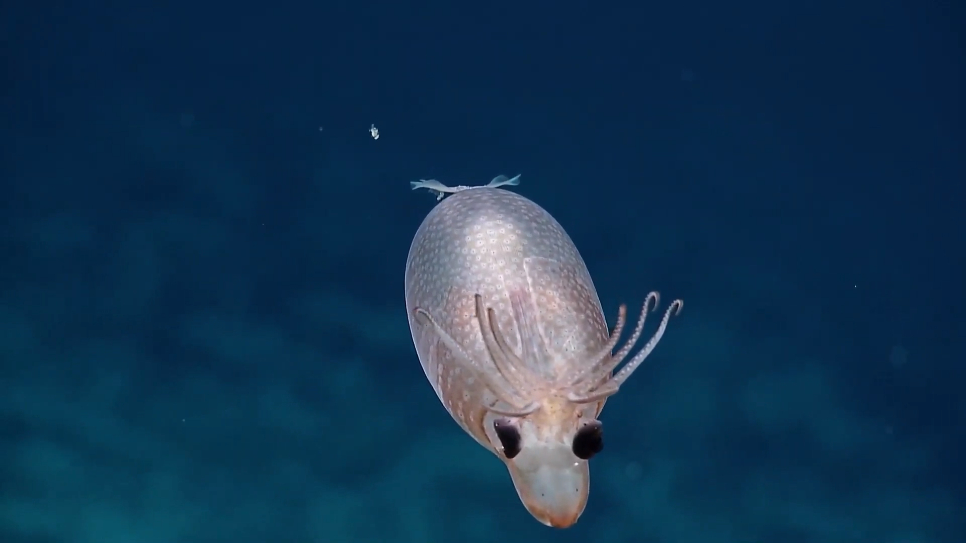 可爱海洋生物#啊 这小东西萌化了老夫的少女心