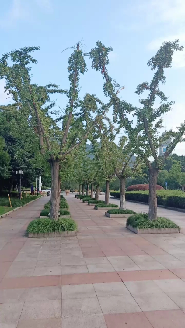 学子广场,恋人爱逛的地.连树都是成双成对