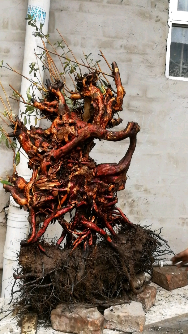 映山红老根桩下山桩