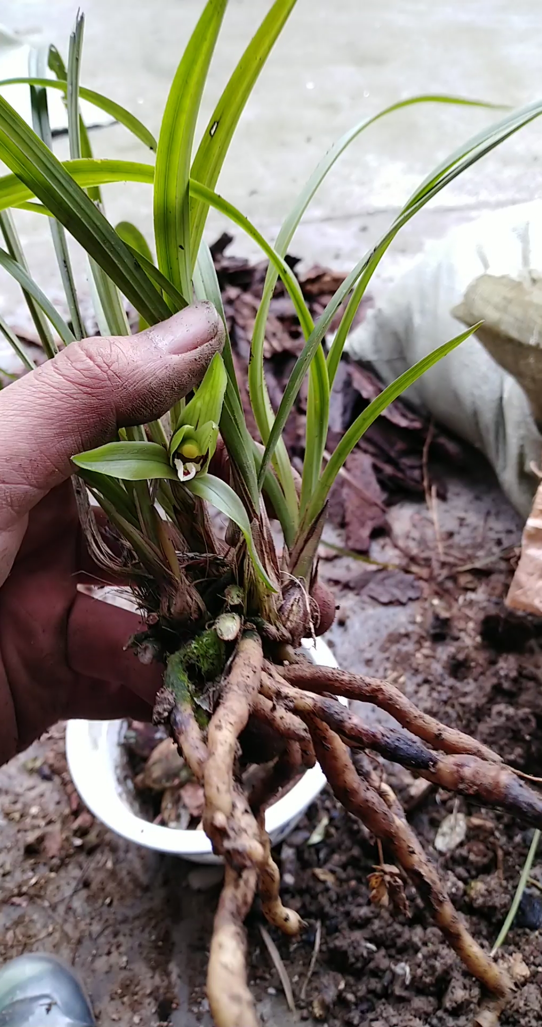 兰花#就喜欢你的淡雅芬芳(贵州下山春兰)