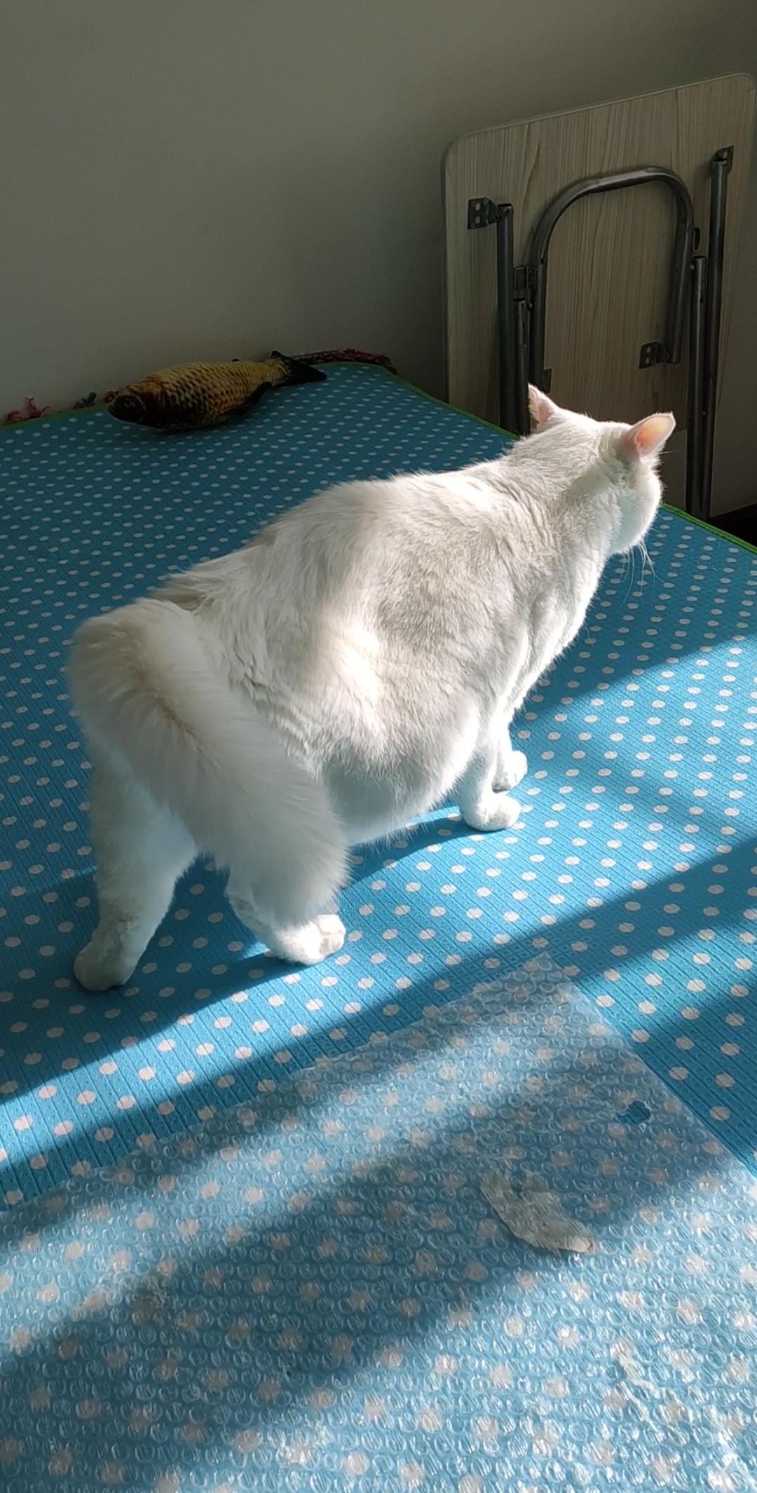 背毛直立尾巴瞬间变粗