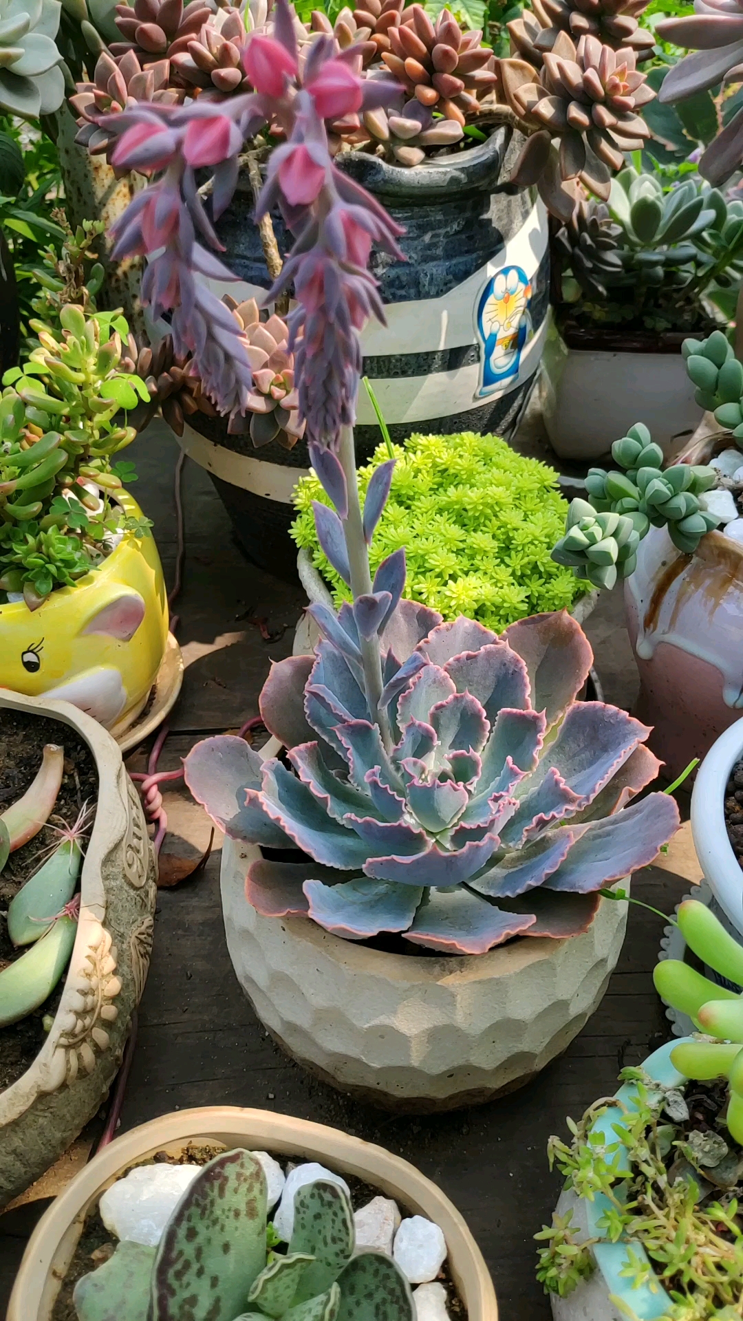 我要变好看#多肉晚霞开花了!